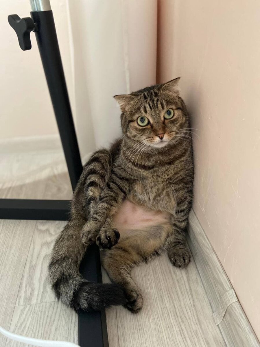 Пациент с вылезанным животиком. 