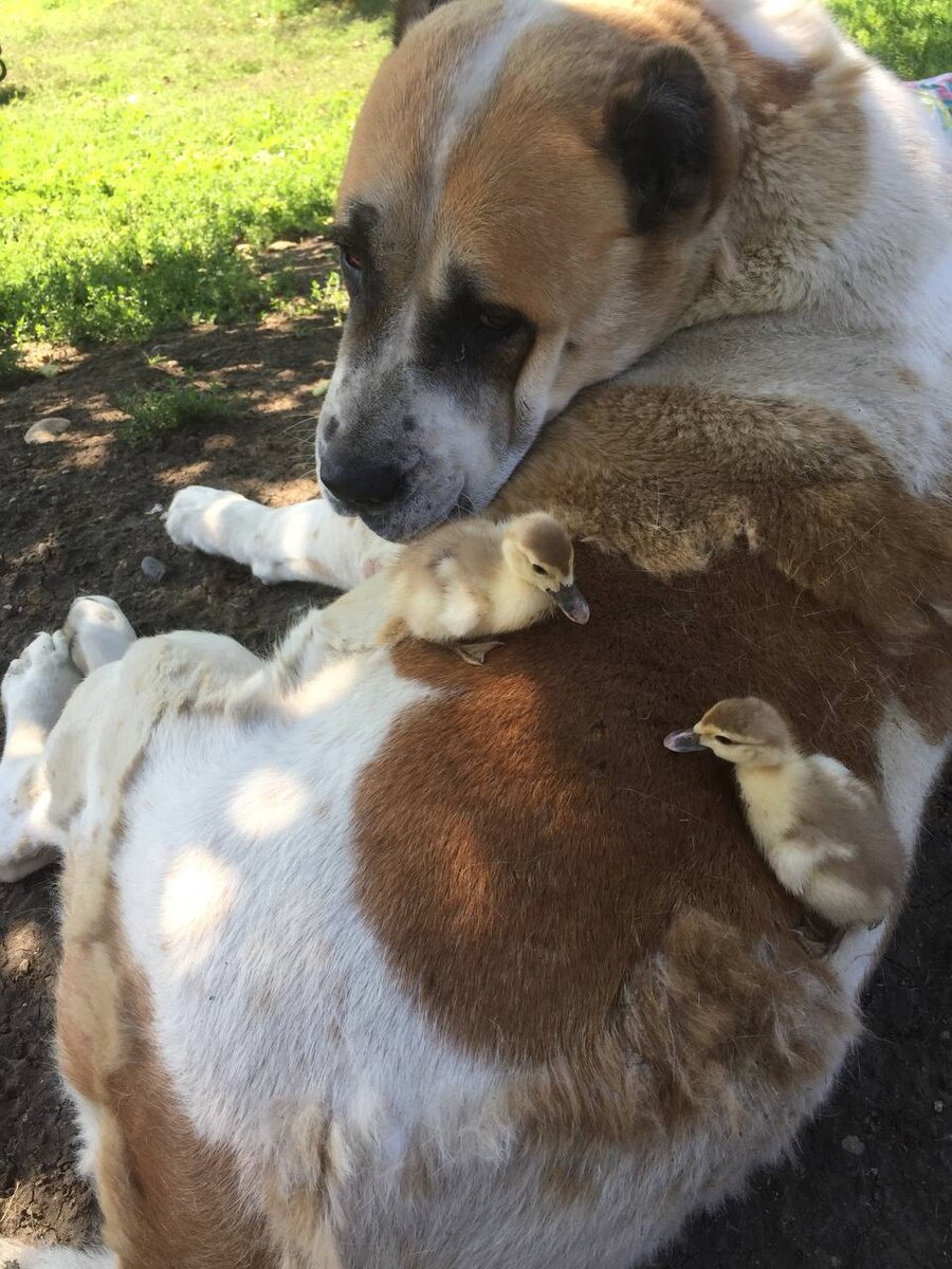 Мама-алабайка