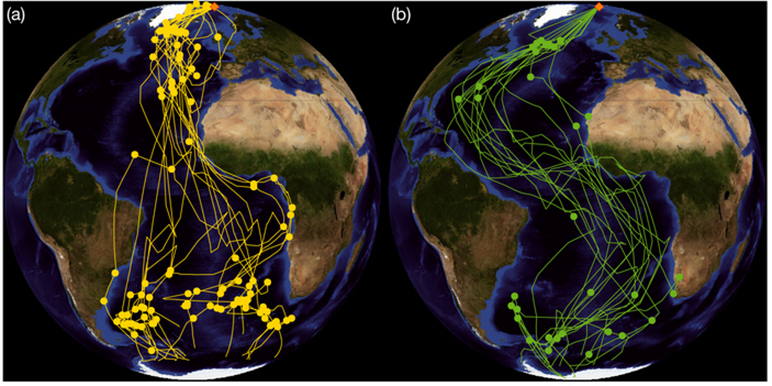 Пути миграций шестнадцати помеченных геолокаторами полярных крачек, гнездящихся на Шпицбергене (отмечен оранжевым ромбиком). Слева — пути на юг, справа — на север. Точками отмечены места остановок. Фото из статьи T. Hromádková et al., 2020. Seasonally specific responses to wind patterns and ocean productivity facilitate the longest animal migration on Earth