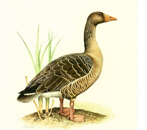 Серый гусь, Greylag Goose. Etsy.com