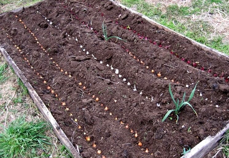 Лук репчатый белый и красный