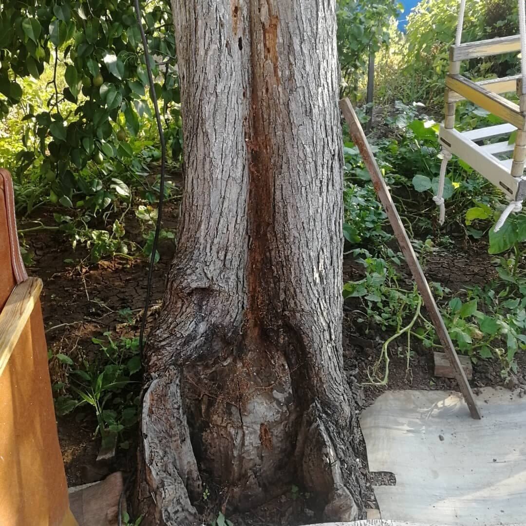 Старая груша