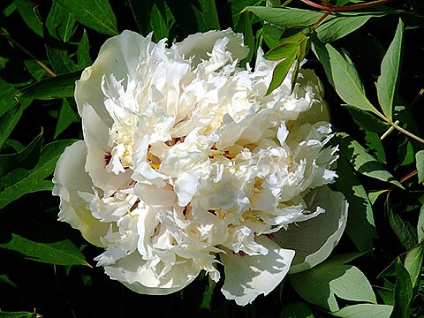 Метель ( Рохлины , 2014 год ).