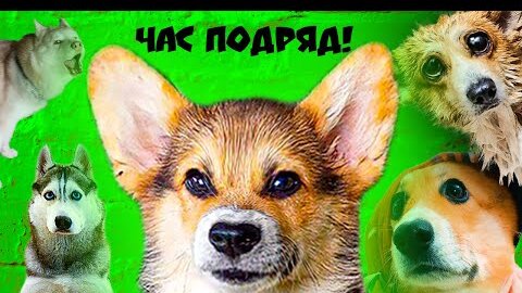 Клип Я ЛЕТЯЩИЙ УЖАС И Я НЕ МЕЛКИЙ целый ЧАС ПОДРЯД!! (Корги Кекс) Говорящая собака