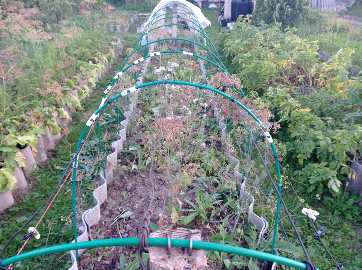 Это грядка из-под лука - дуги я уже убрала, а вот перекопать еще не успела