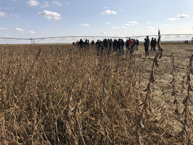 Соевое поле в Пензенской области.