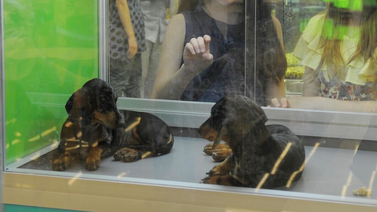    Девушки у витрины зоомагазина© РИА Новости / Григорий Сысоев