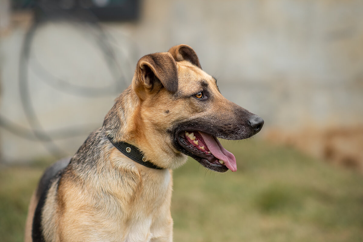 Взгляните на Арчи, он ждёт своего хозяина | СОБАКИ ИЗ ПРИЮТА | Дзен