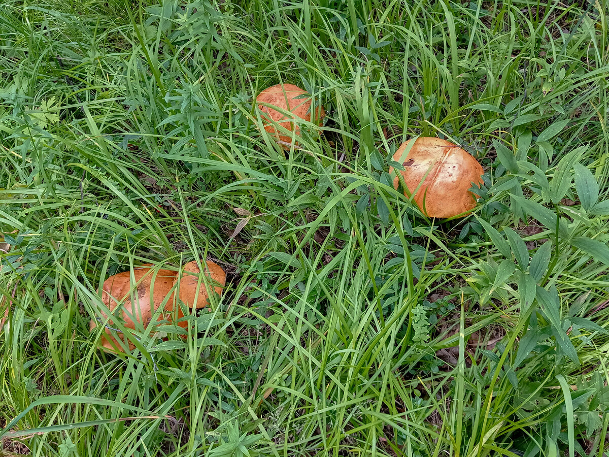 И грибные поляны