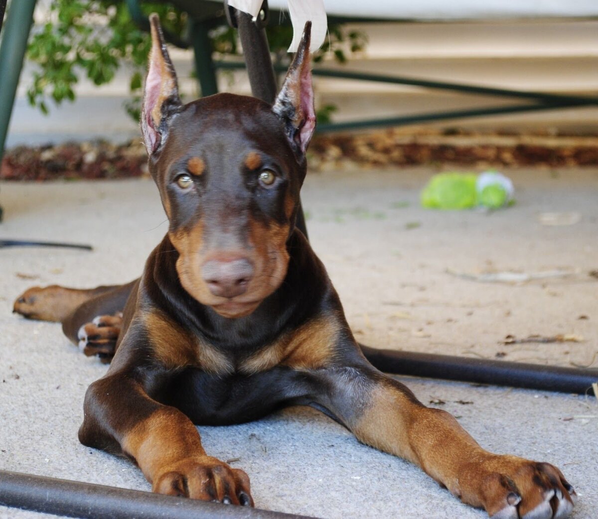 Яндекс картинки, фото с сайта krasivosti.pro