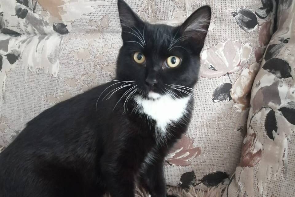     Кот Барс периодически возвращается на пепелище и ждет своих хозяев. Фото: из личного архива героини публикации