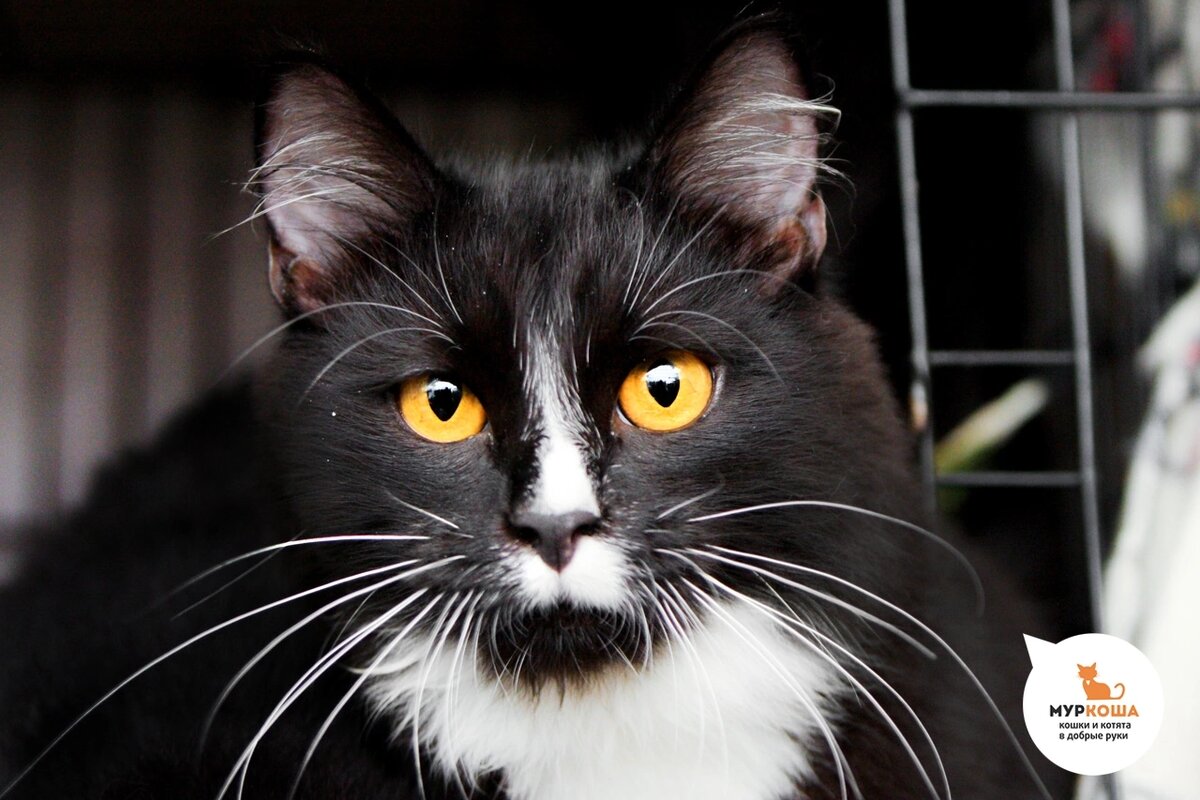 Губкин родился дома у уличной кошечки, которую подобрали беременной.