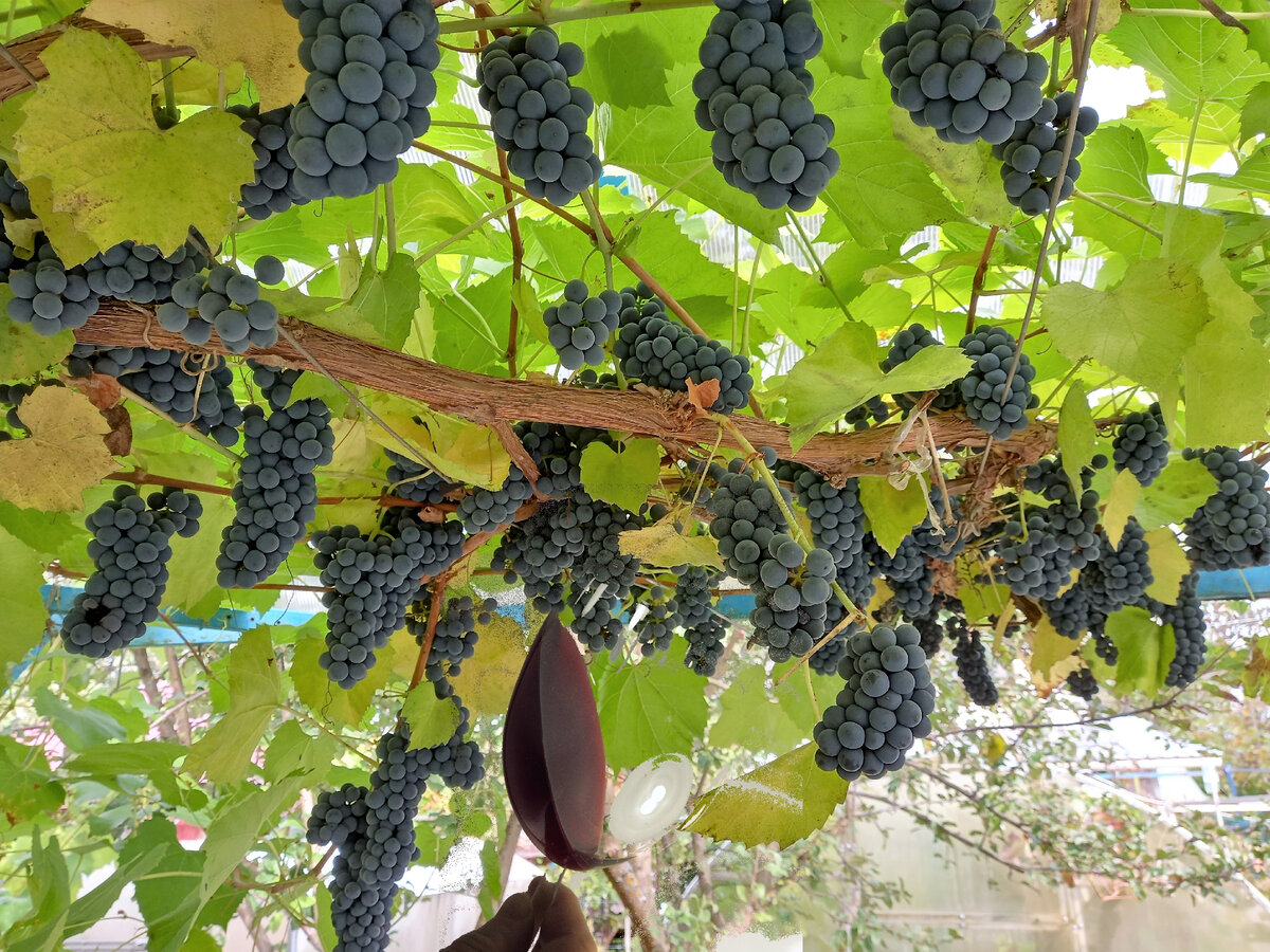 В этом году птицы не тронули ягоды на перголе. Можно поэкспериментировать с винами. Фото автора
