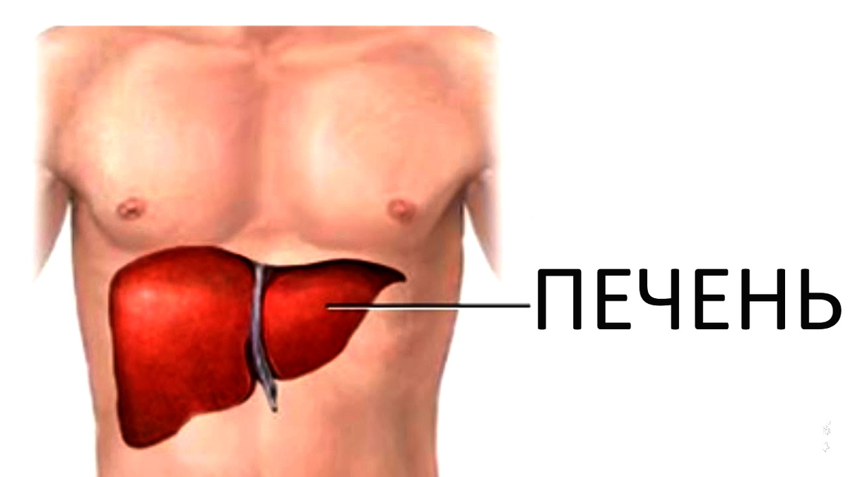 Если у вас выпирающий живот - значит больна печень. Выжимка про лечение печени. | ГРИМУАР | Дзен