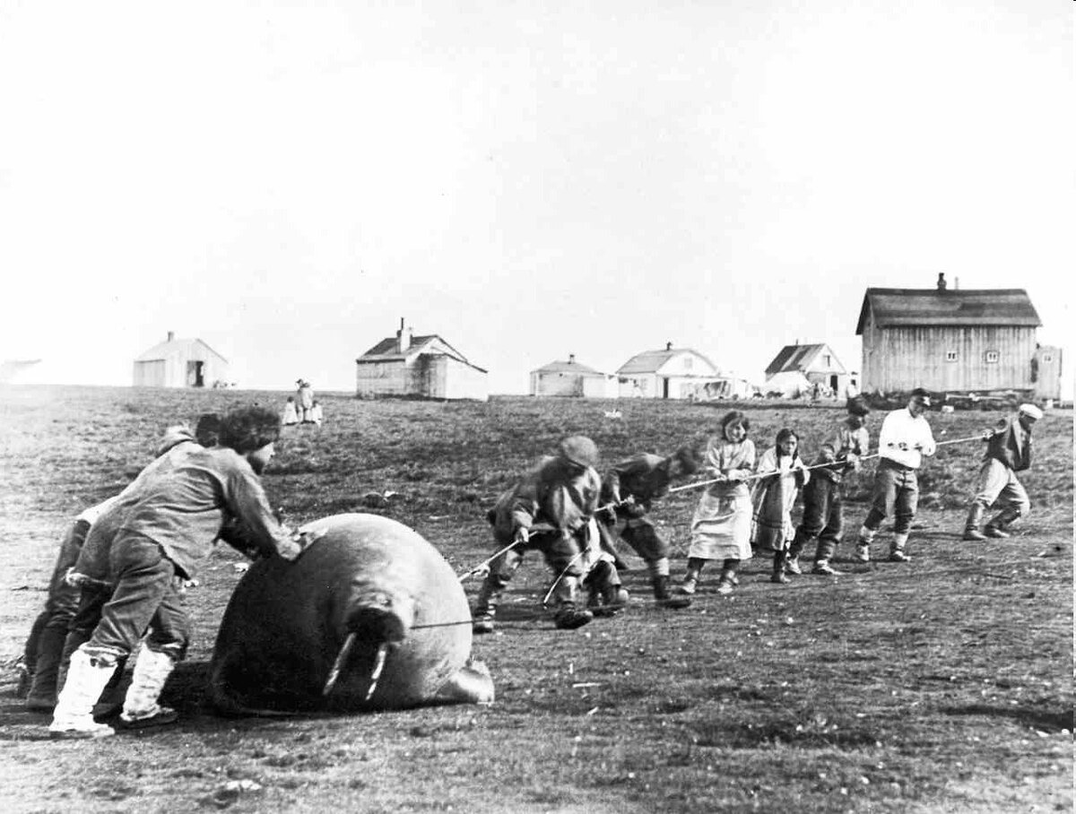 Группа эскимосов тащит домой моржа, Аляска, 1930 год.