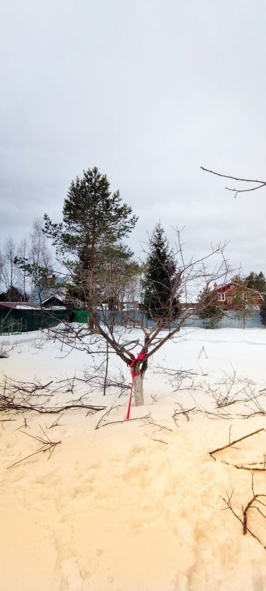 Фото обрезки дерева весной 2022