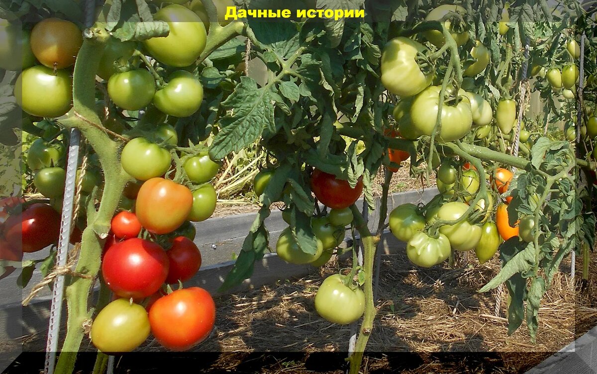 https://vk.com/photo-159774511_457256695