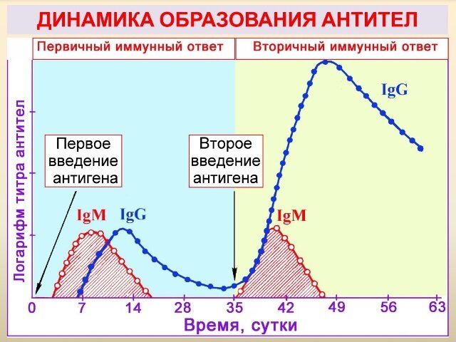 Поэтому при вторичном иммунном ответе антител гораздо больше, а появляются они раньше