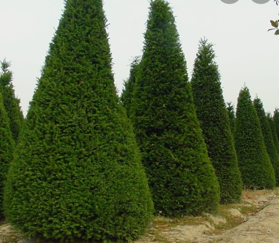 Фото с интернета. Кипарис. 