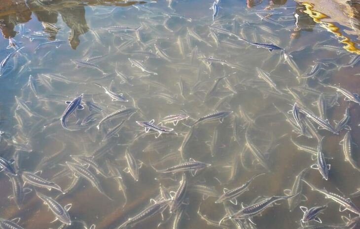    Российские ученые выводят осетровых рыб с темпами роста на 40% выше среднеотраслевых показателей