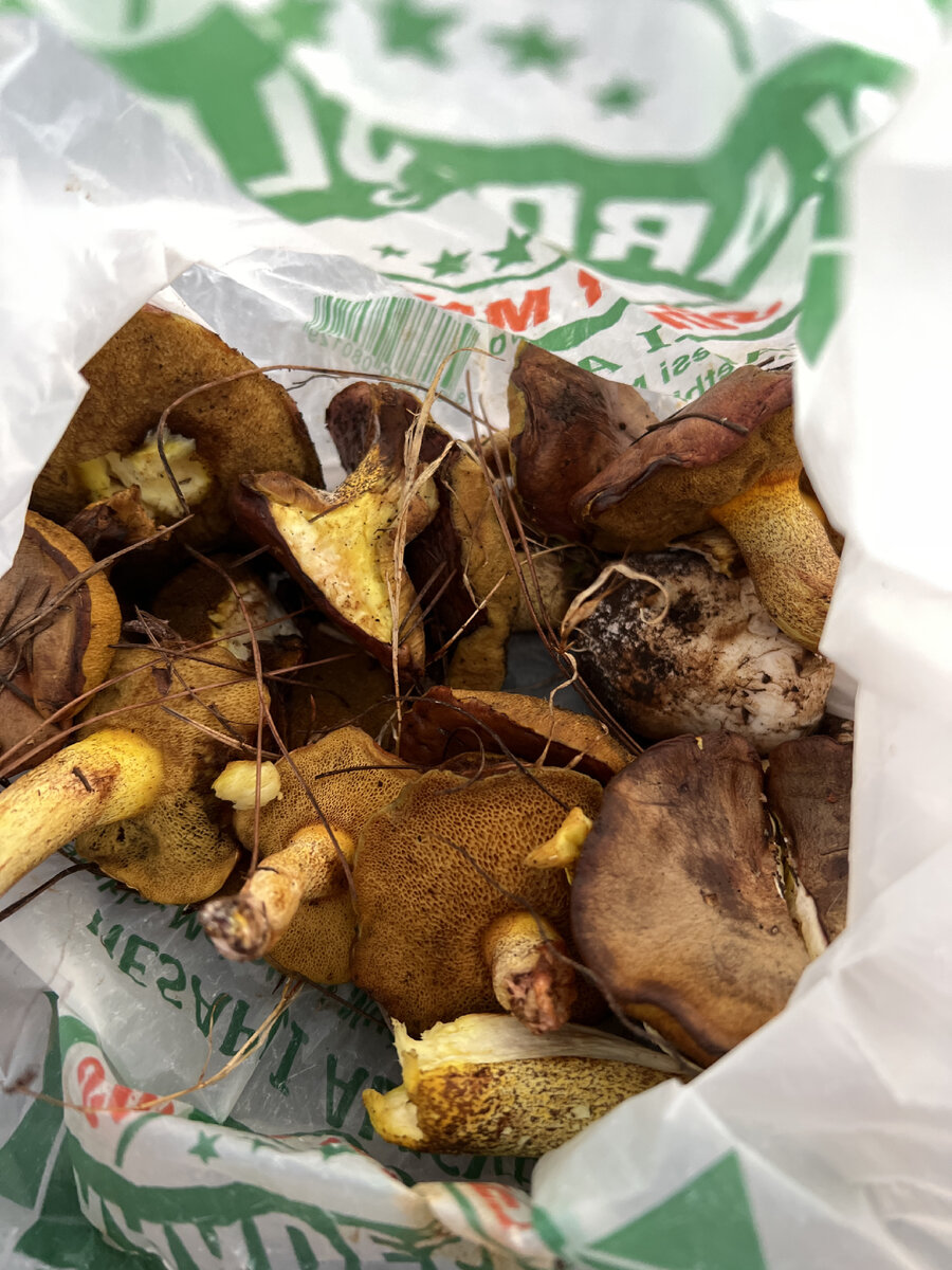 Нашли такие вот грибы в турецком лесу. Думали, что это маслята или моховики, но вроде другие грибы. Кто знает, что за грибы и можно ли есть? 