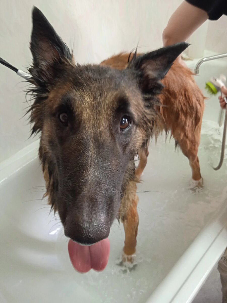 Вот это Макс в процессе мытья. Такой смешной, худенький)) 