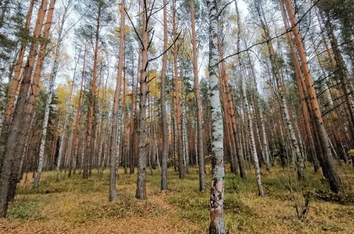    Лишайники содержат ценнейший ингредиент против коронавируса
