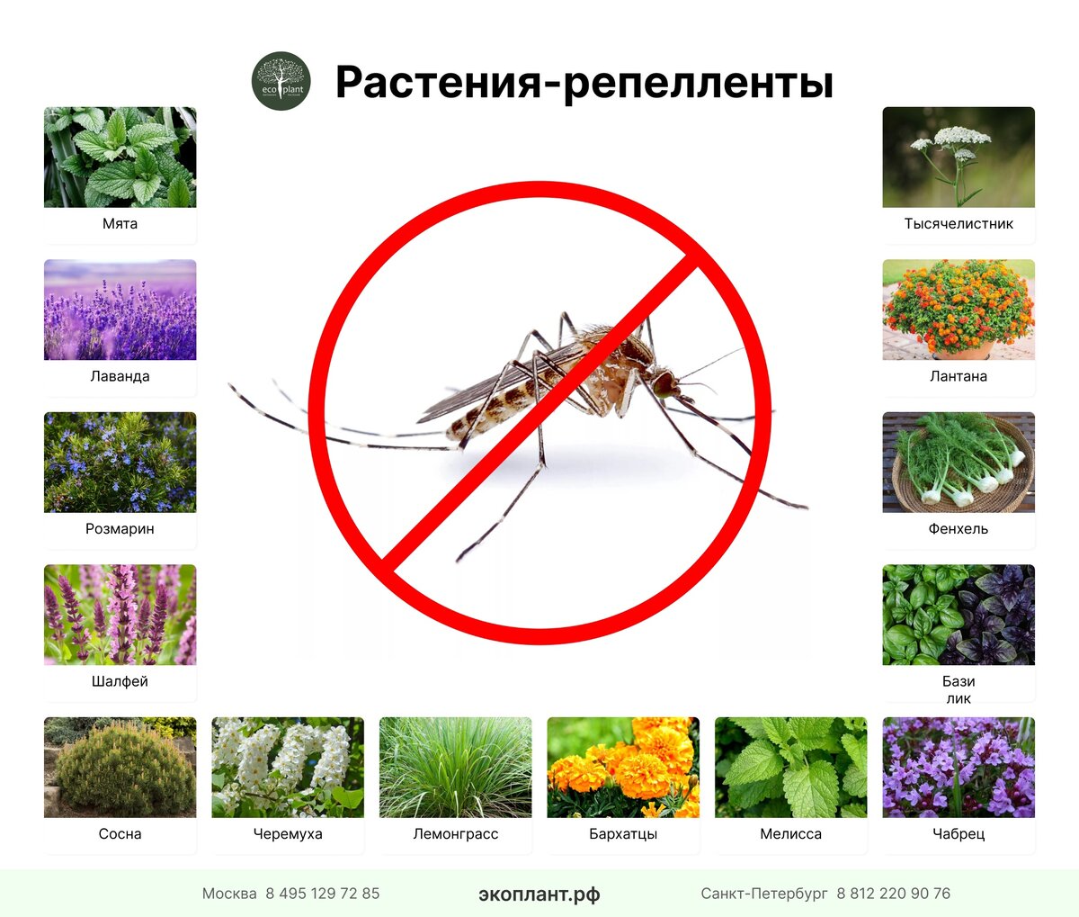 Растения отпугивающие насекомых. Репелленты растения комнатные. Какие растения не любят комары