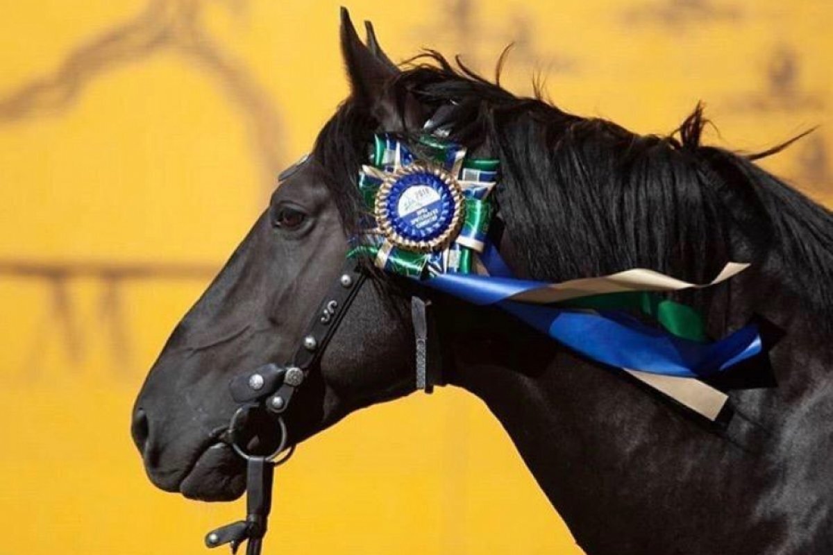    Кони мне попались привередливые. Кто угнал элитный табун в Мостовском?