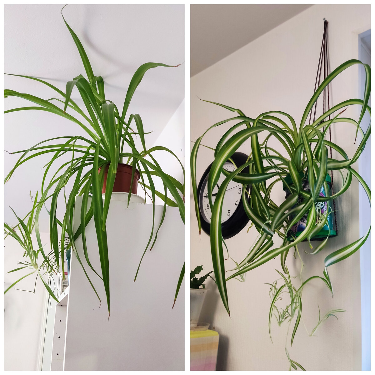 Есть и кудрявый и простой