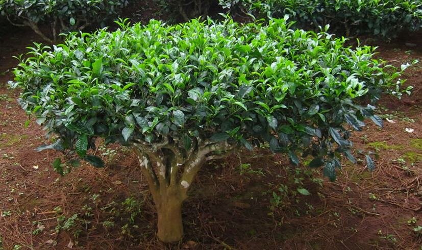 Чайный куст