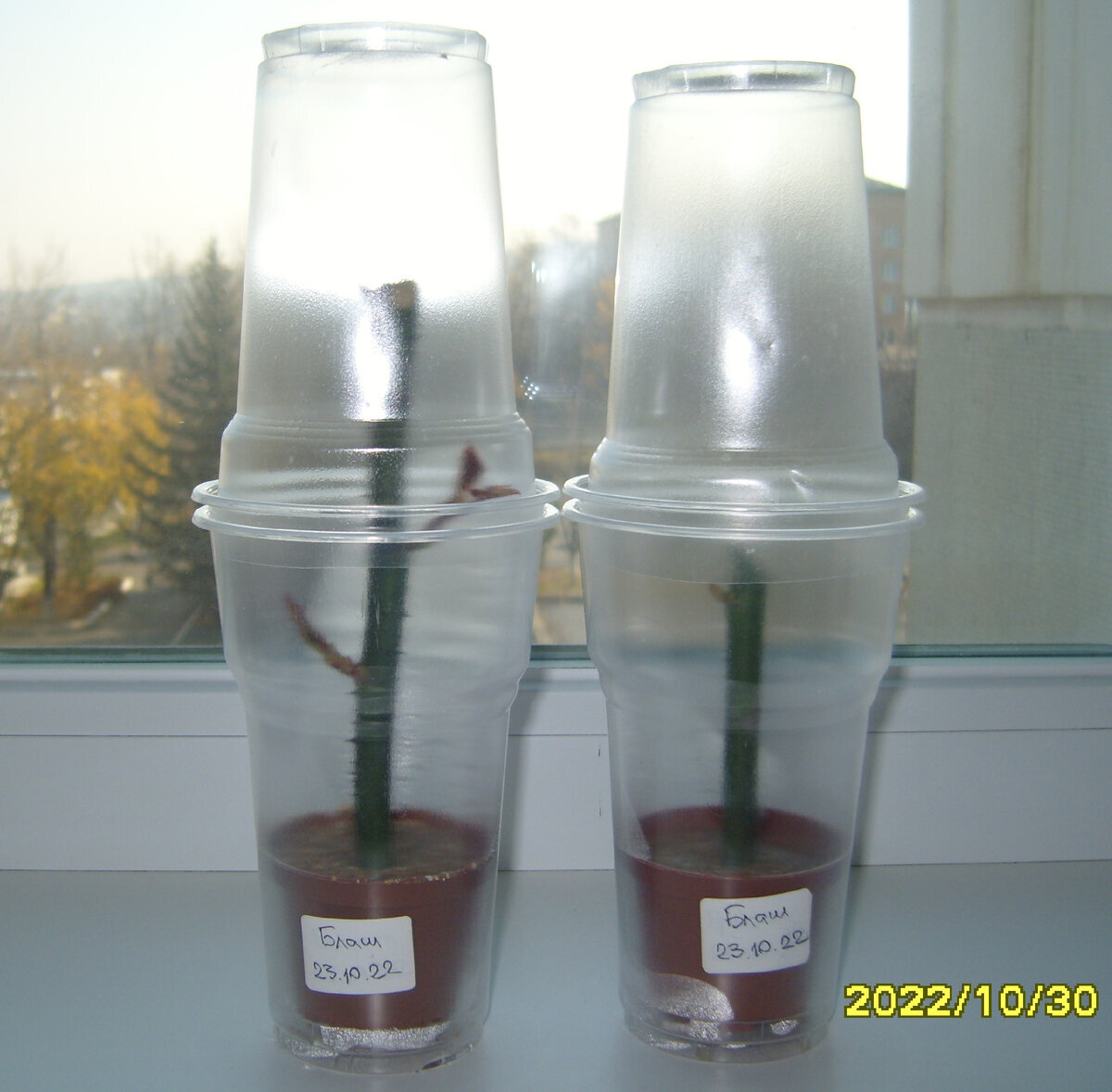 Два черенка розы Блаш с проснувшимися почками