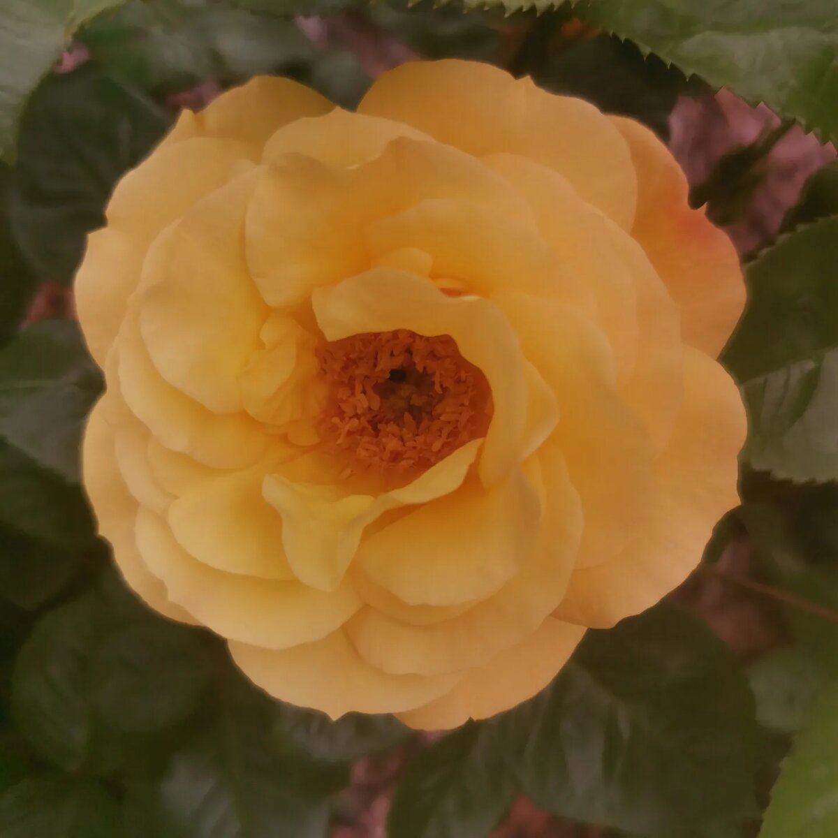 Сорт Артур Белл