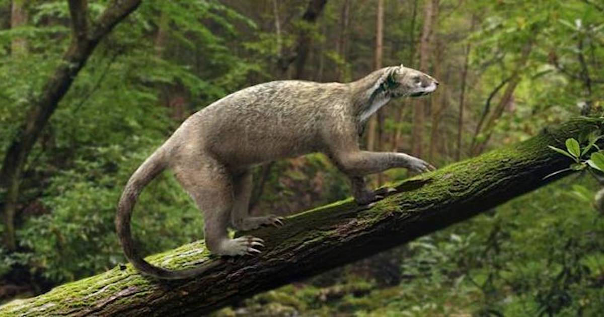 Семейство кошачьих появилось раньше, чем люди. Почти пятьдесят миллионов лет назад, в третичный период зародились первые млекопитающие. Динозавры к тому времени уже исчезли.