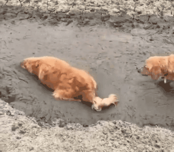 Собаки купаются в грязи. Взято из открытого источника
