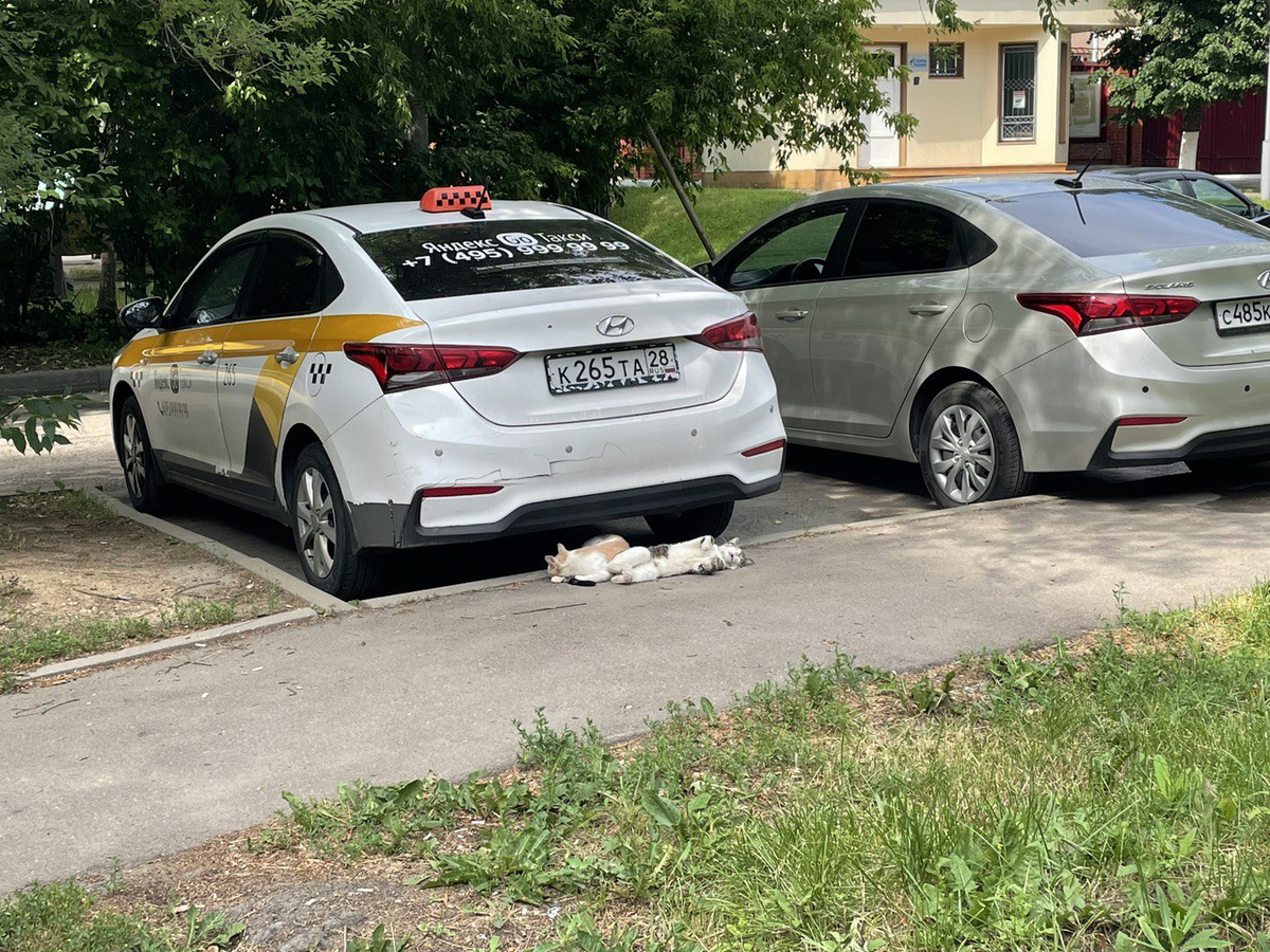 Часто на улице можно встретить тех, кто совершенно не приспособлен к жизни вне дома, не знает обо всех опасностях и бежит к каждому прохожему. Таким хочется помочь, таких хочется забрать домой, подарив шанс на счастливую жизнь, однако, делая доброе дело, стоит помни об осторожности...