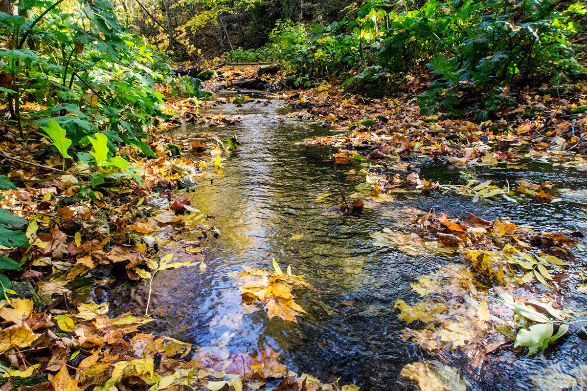 Осенняя Копорка.