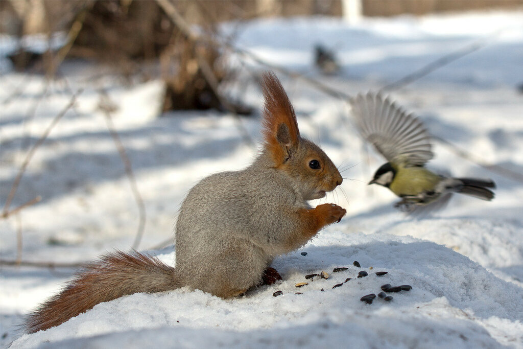 Фото из свободного доступа