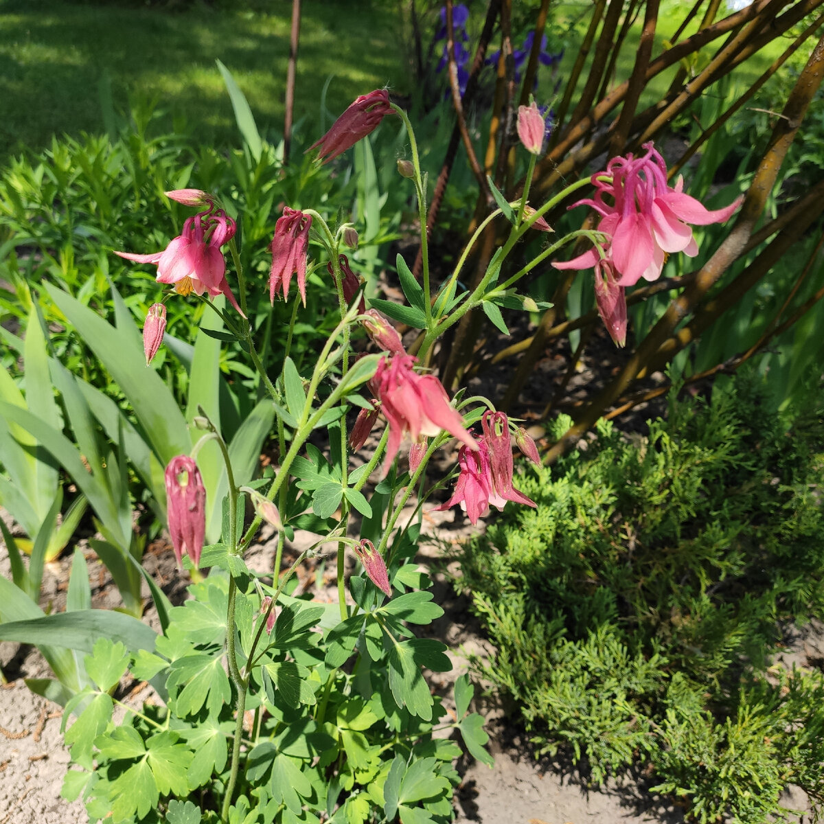 118. Аквилегия розово-красная, 27 мая