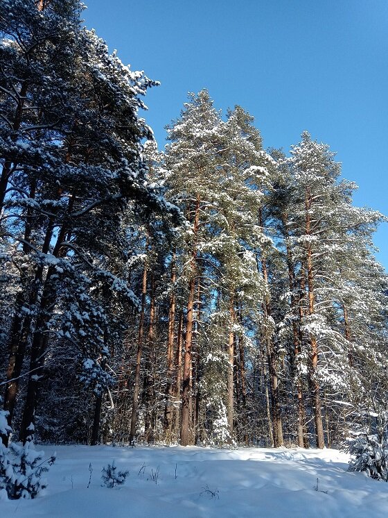 Зима. Лес. Прекрасная погода. Прогулка по лесу.