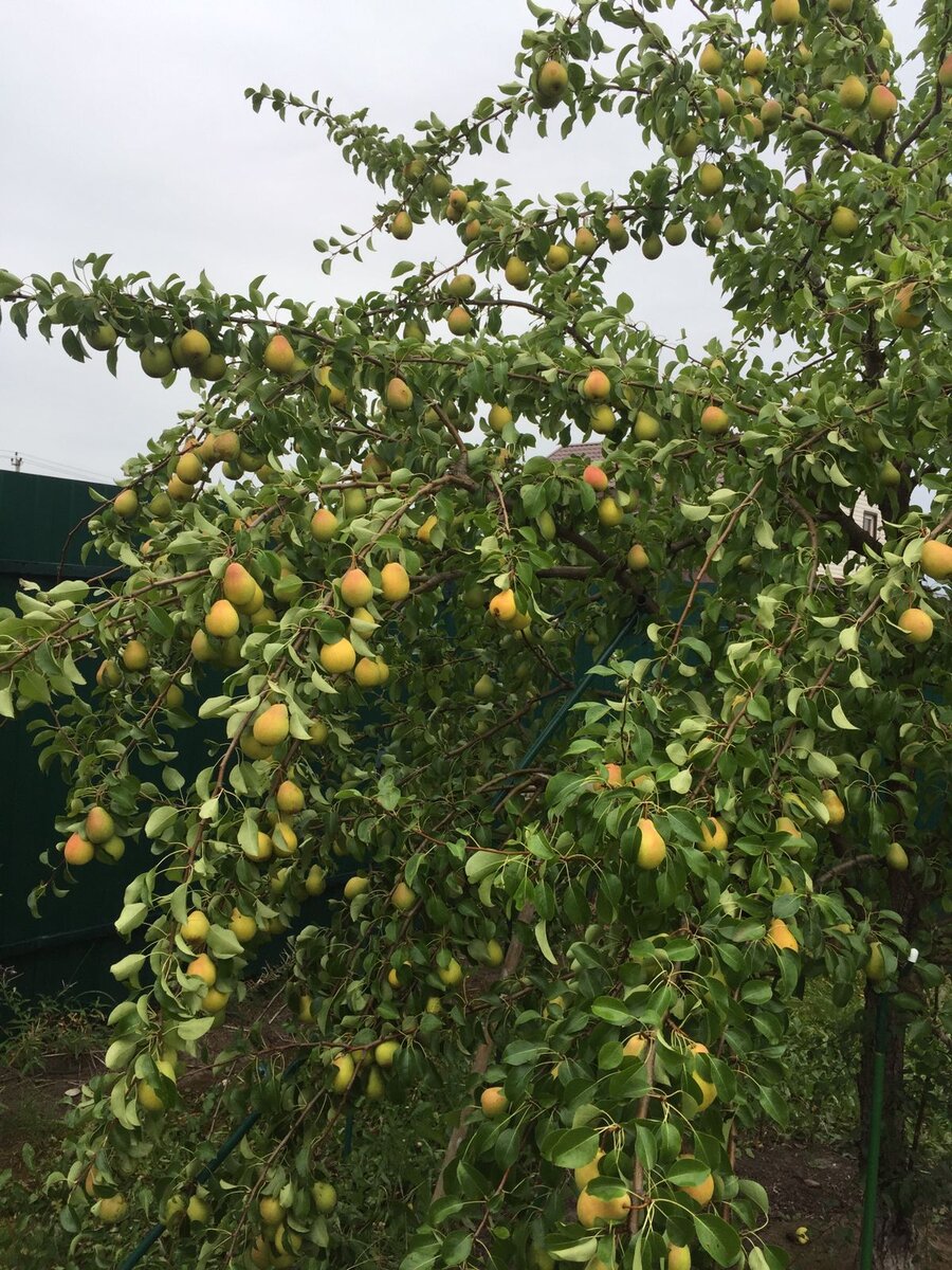 Груши созрели, ветки нагнулись до земли, несмотря на подпорки.
