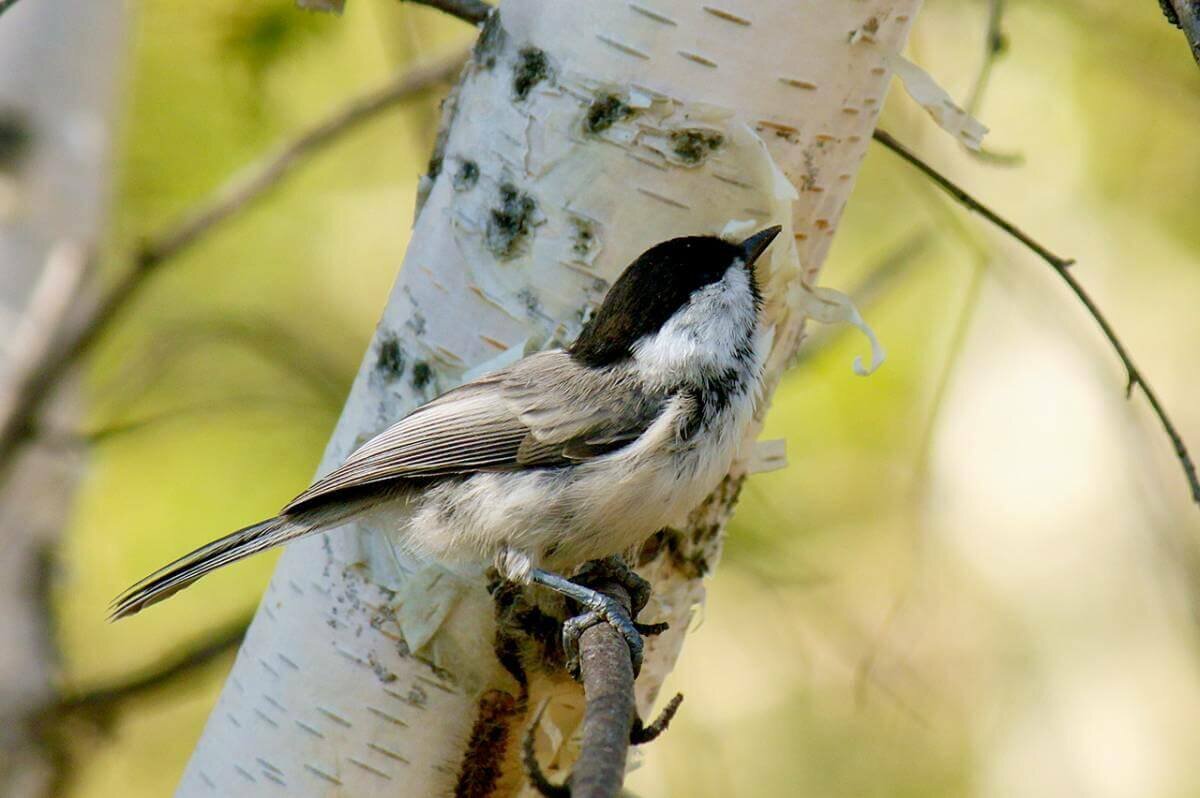 Буроголовая гаичка