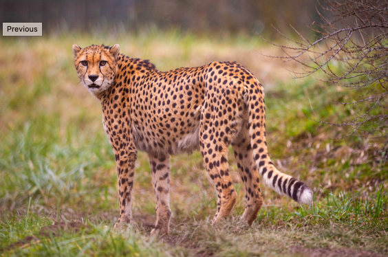 Фото vladimircech - Freepik.com