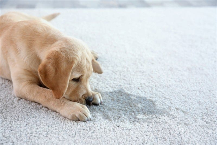 Обнюхивание территории у собак: врожденный инстинкт
