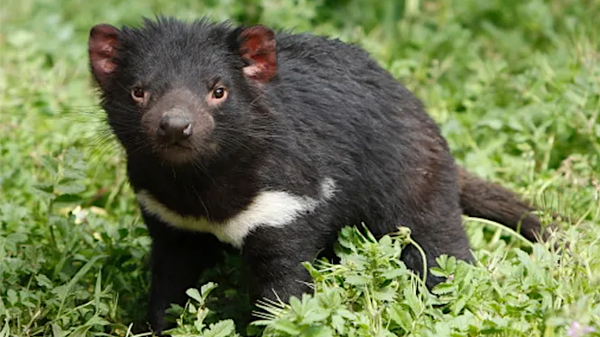 Тасманийский дьявол. Источник: techinsider.ru