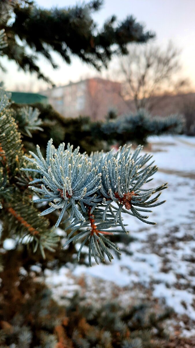 В парке детском красивые ёлочки) но снега, как и у нас, почти нет..