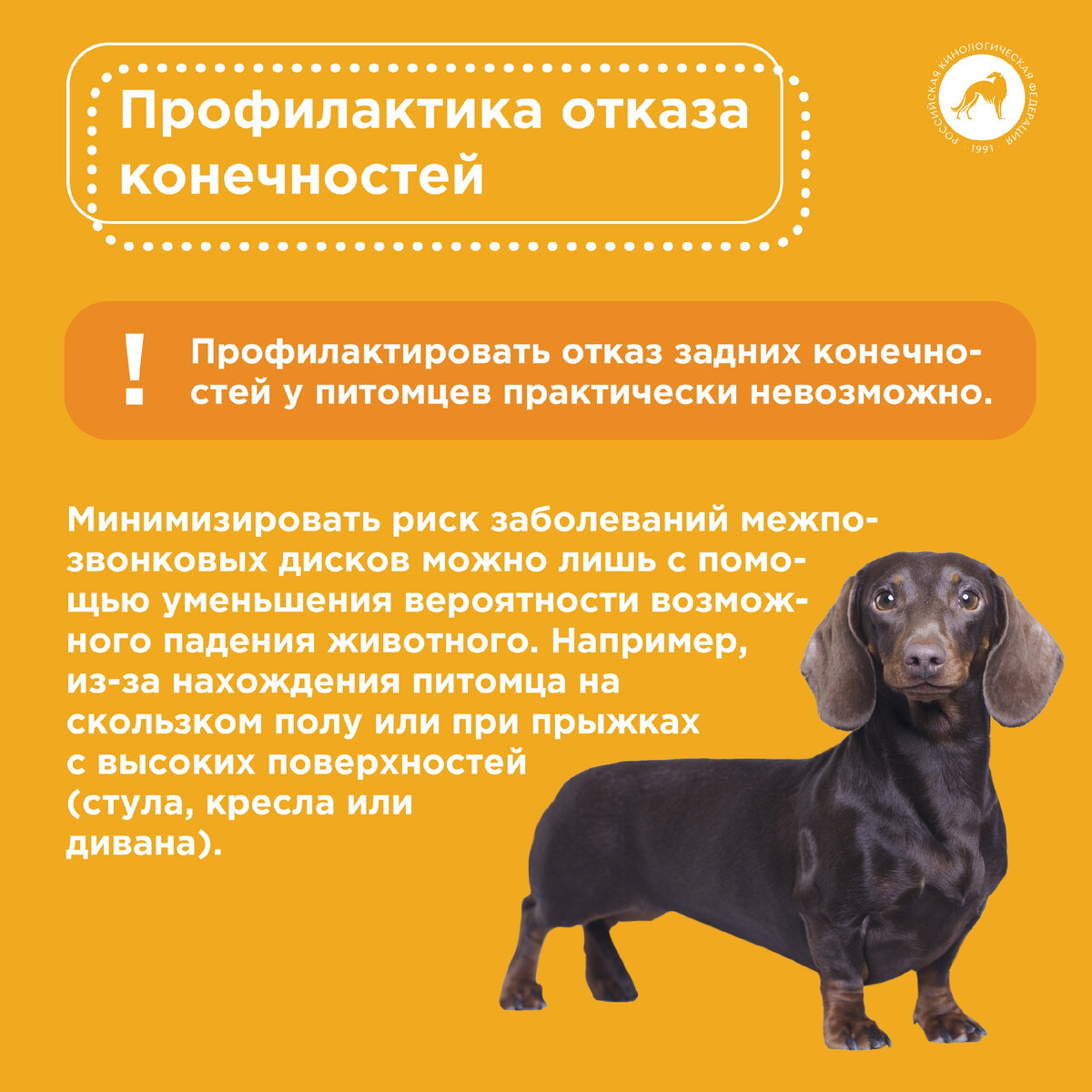 У собаки отказали задние. У собаки отказали задние лапы. У собаки отнимаются задние лапы причины. Цистит у собак лечение.