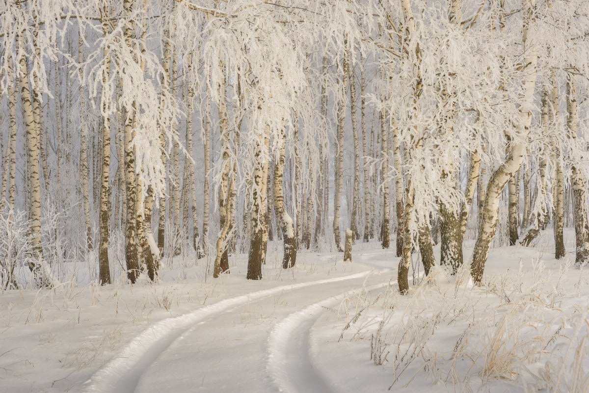 Родной край зимой. Владимирская область зима. Природа Владимирской области зимой. Нижегородская область лес зимой. Леса Владимирской области зимой.
