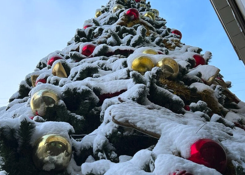    Логика, экологи, журналисты и звезды против массовых рубок елей к Новому году