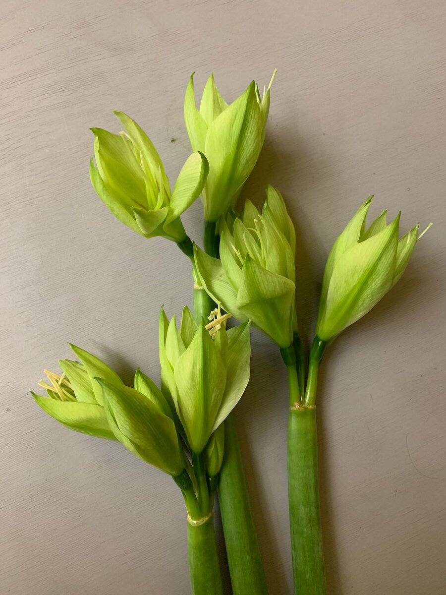 Гиппеаструм Green Valley